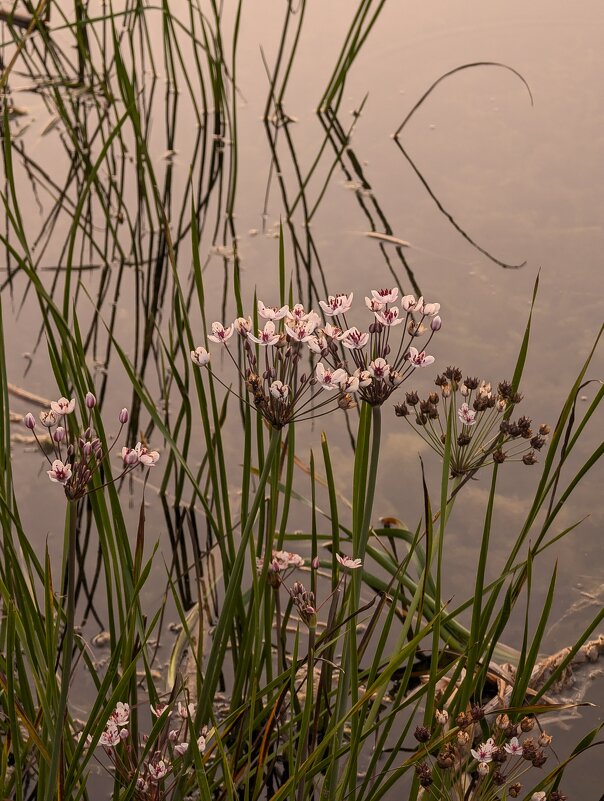 Сусак зонтичный - Анастасия Логинова