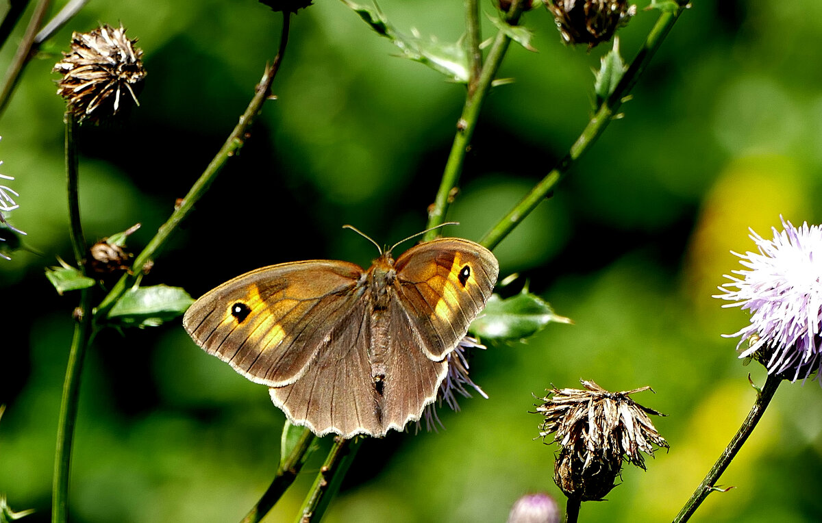 из снятого 1 августа 2 - Александр Прокудин из снятого 1 августа 2 - Александр Прокудин