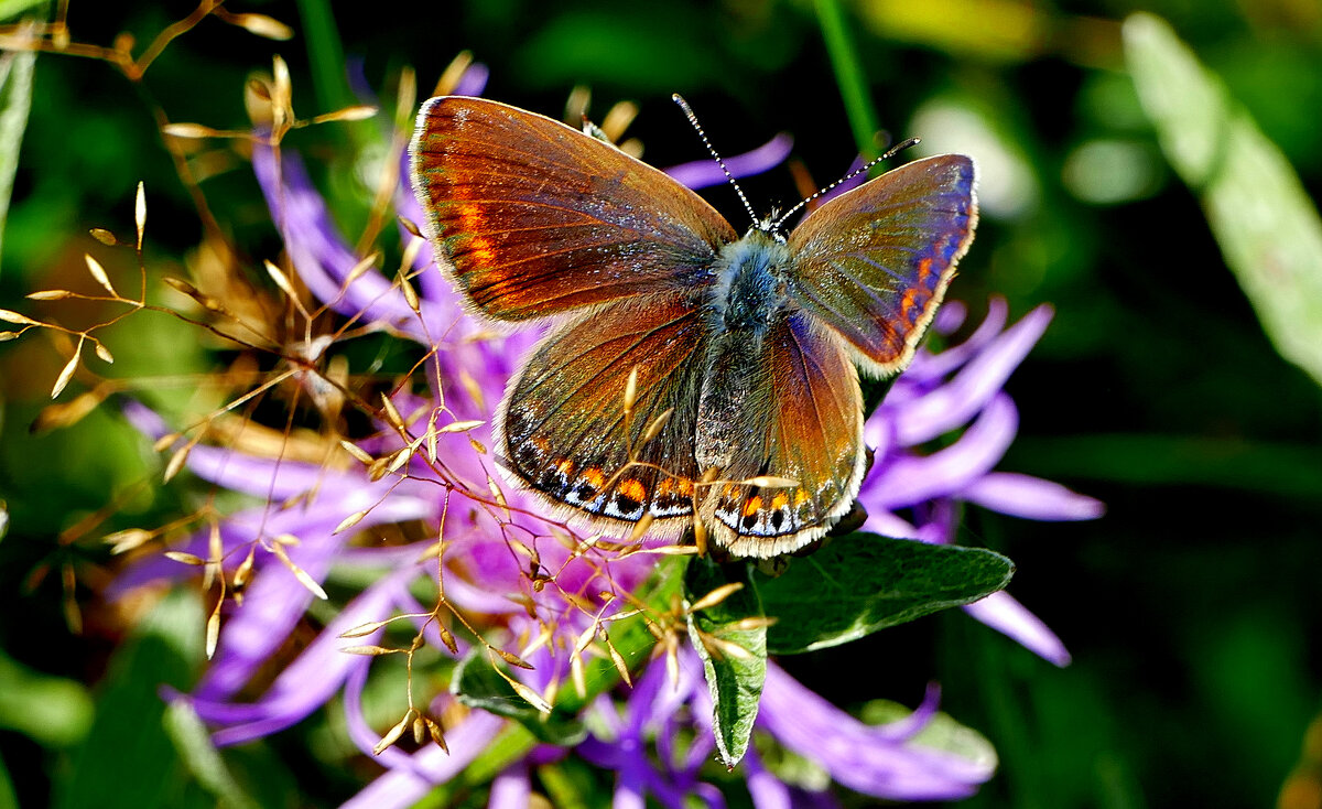из снятого 1 августа 4 - Александр Прокудин из снятого 1 августа 4 - Александр Прокудин