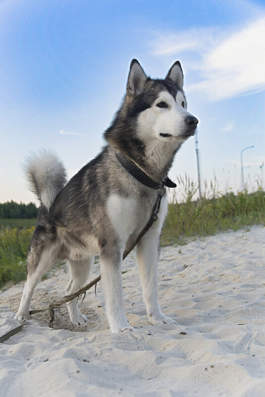 Ярик. - leff Postnov