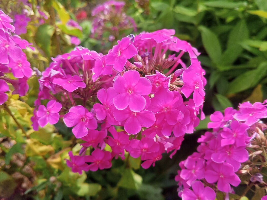 Флокс - Сапсан 