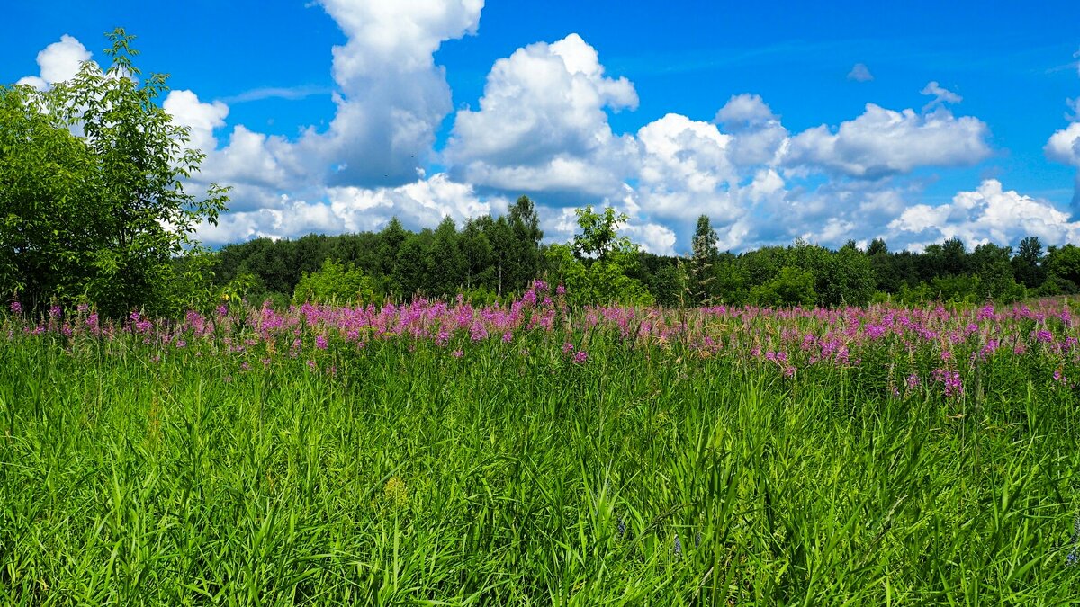 Цветёт иван-чай (репортаж из поездок по области). - Милешкин Владимир Алексеевич Цветёт иван-чай (репортаж из поездок по области). - Милешкин Владимир Алексеевич