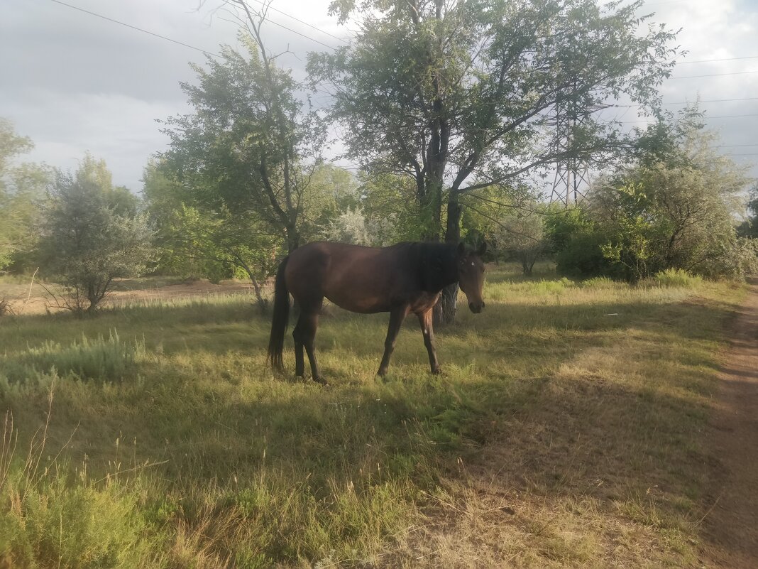 Кони - Андрей Хлопонин