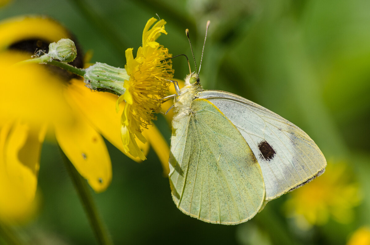 *** - Виктор Иванович Чернюк