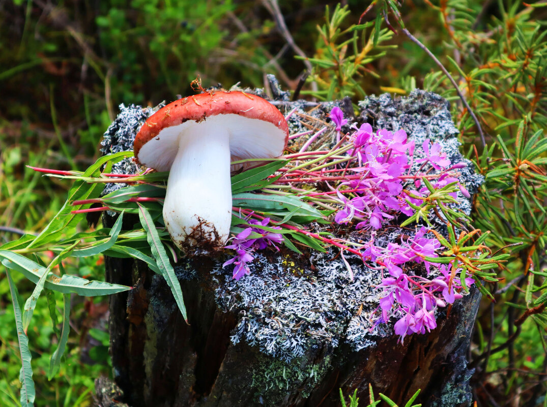 Сыроежка и иван-чай- мои лесные трофеи! - Владимир 