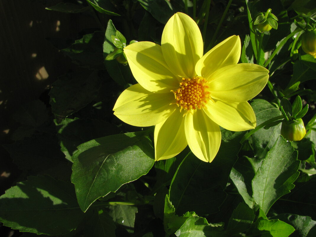 Солнечная красота - Людмила Смородинская