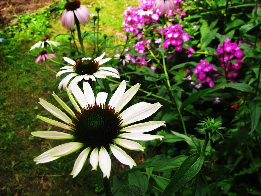 В саду - Людмила Смородинская В саду - Людмила Смородинская