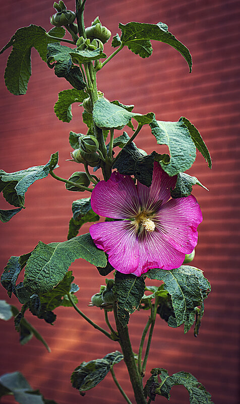 МАЛЬВА - Владимир Кроливец МАЛЬВА - Владимир Кроливец