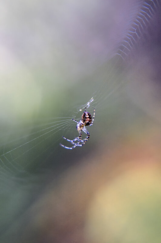 В паутине - Lyubov Busova