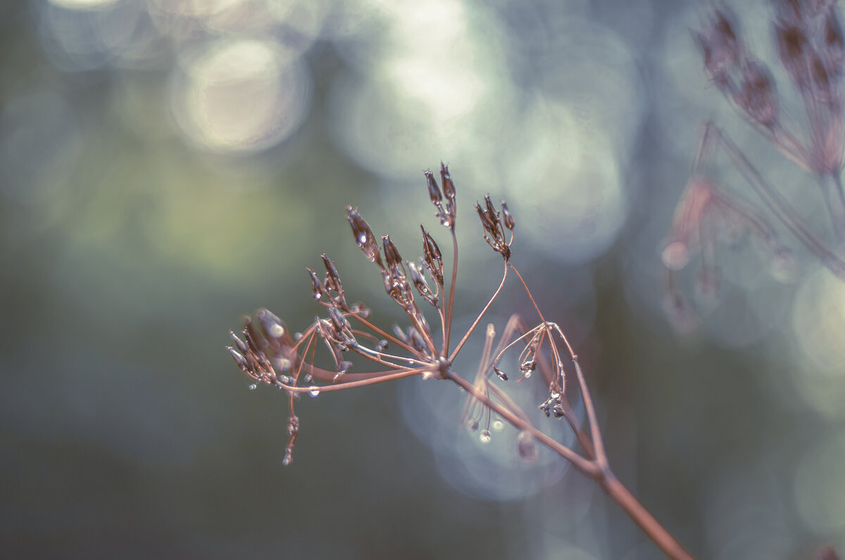 Травинка - Lyubov Busova