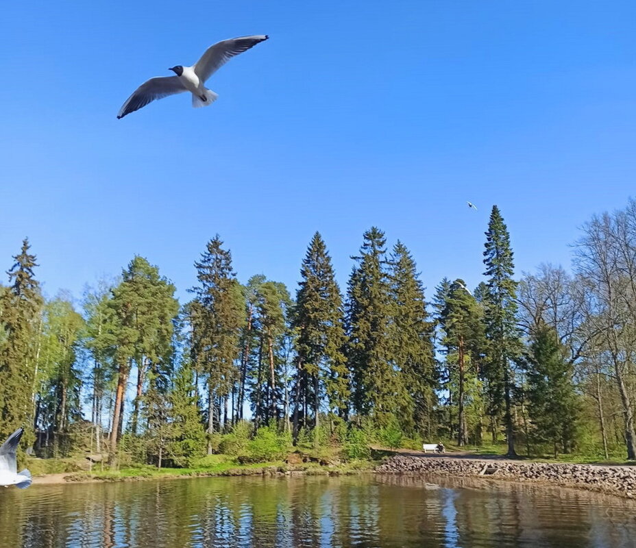 Скальный парк Монрепо в Выборге. - Ольга Довженко