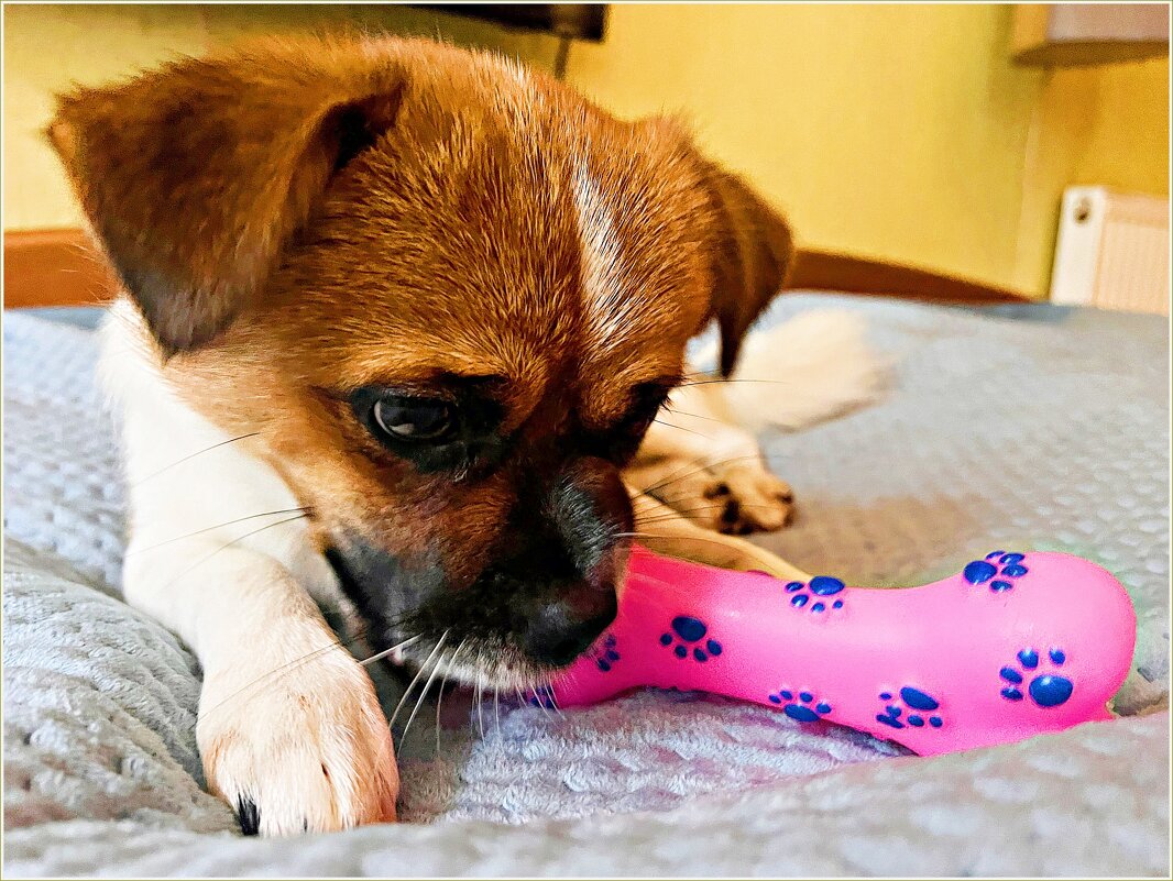 2,5 месяца дома. Обожает пищалки. - Валерия Комова 2,5 месяца дома. Обожает пищалки. - Валерия Комова