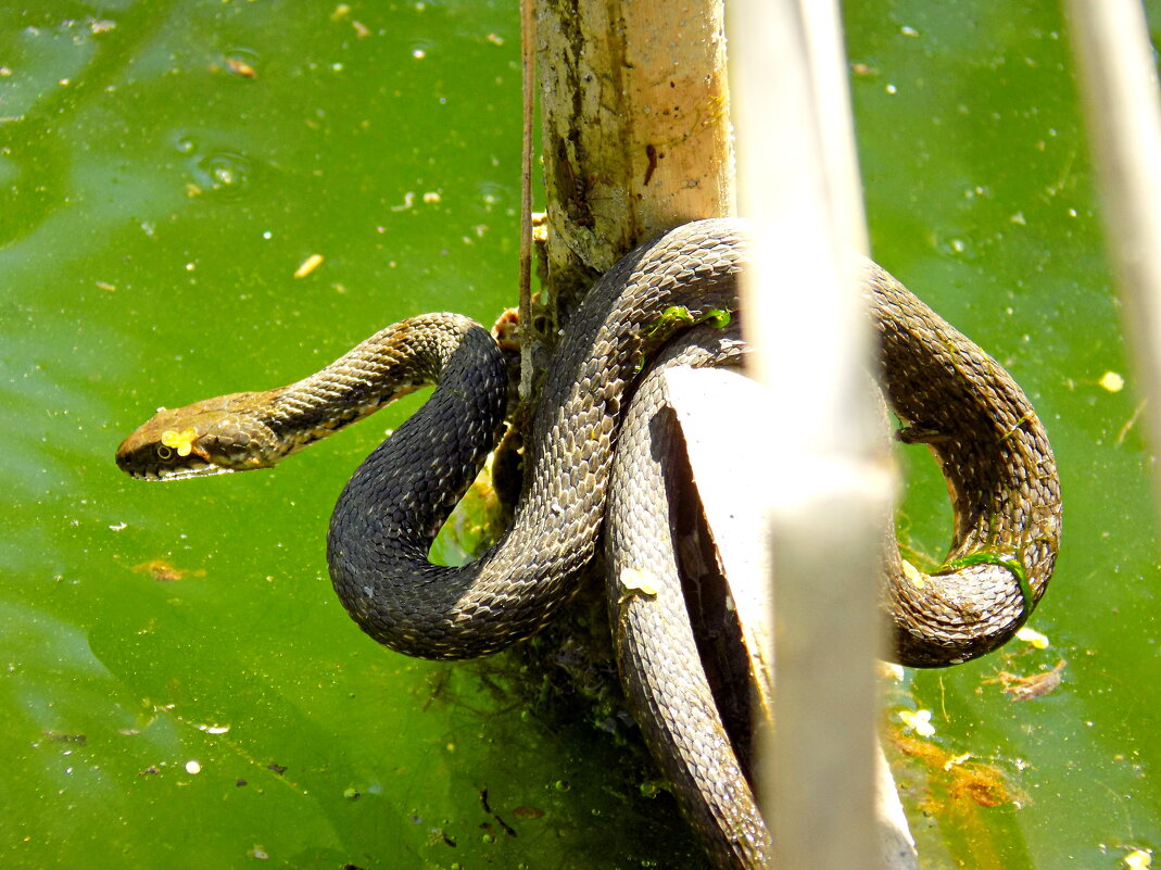 Ужик водяной ) - Константин Штарк Ужик водяной ) - Константин Штарк