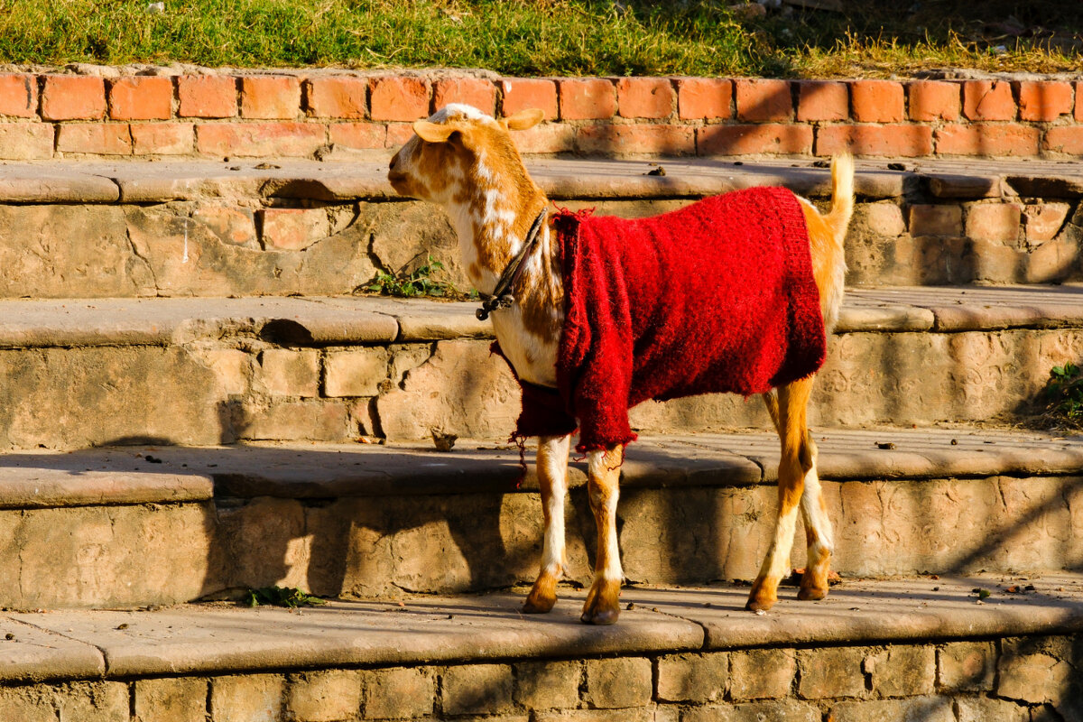 В роде бы жарко в г. Лакхнау - Георгий А