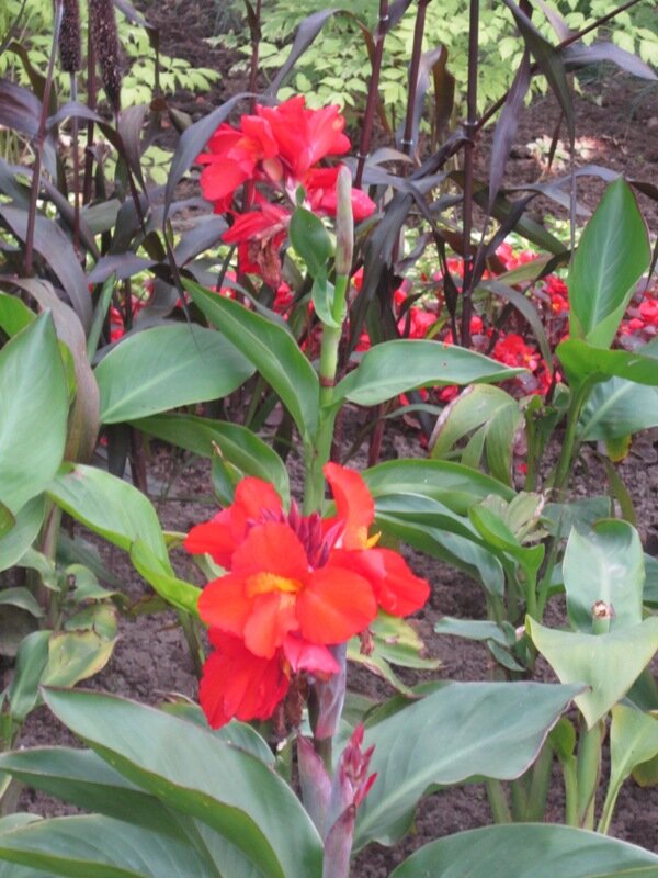 Канна красная - Дмитрий Никитин Канна красная - Дмитрий Никитин