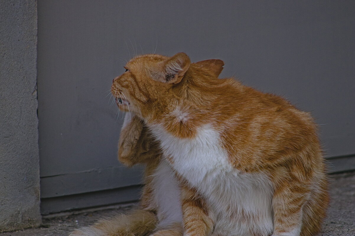 Утрений  моцион - Giant Tao /