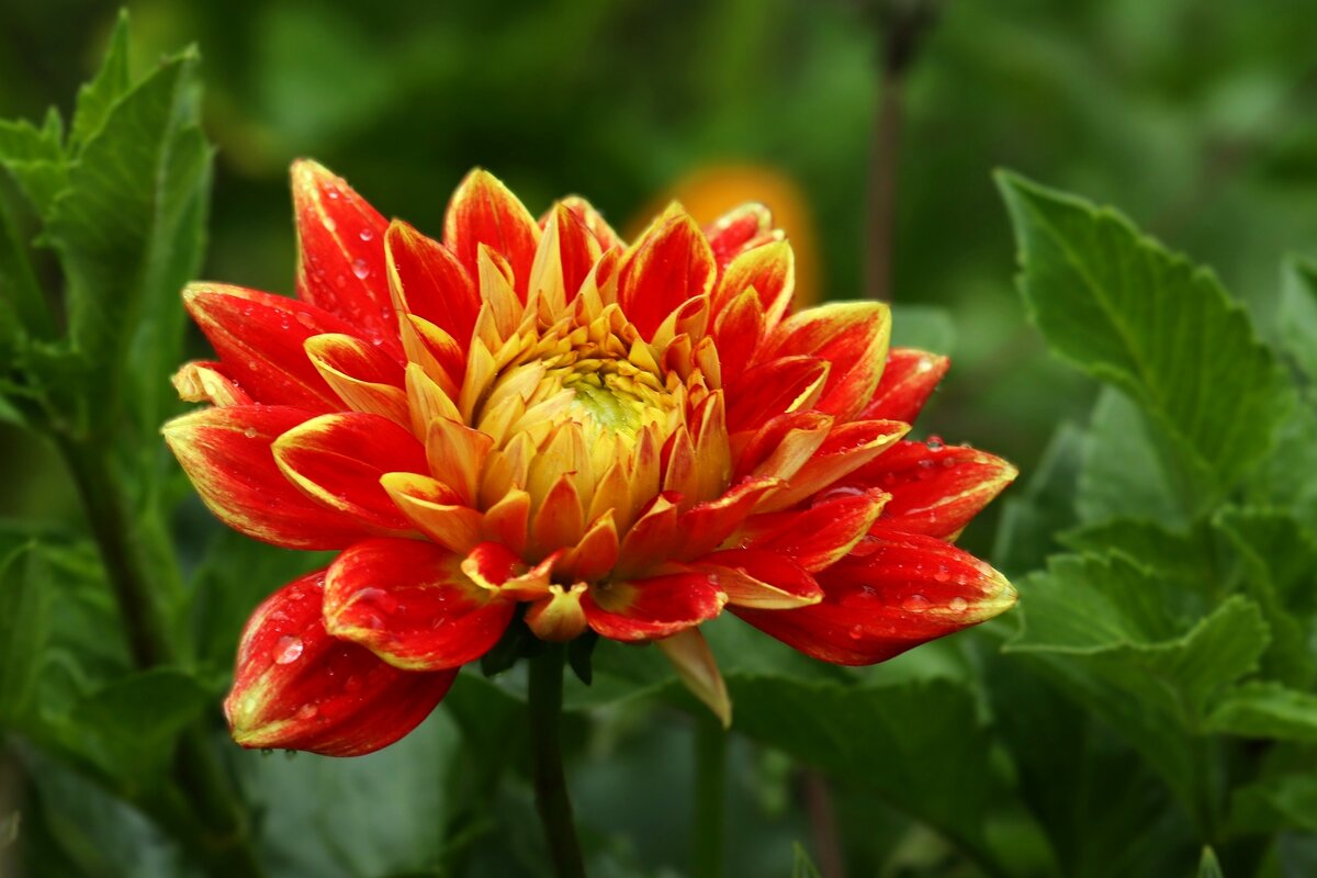 Утро георгина - Юрий. Шмаков