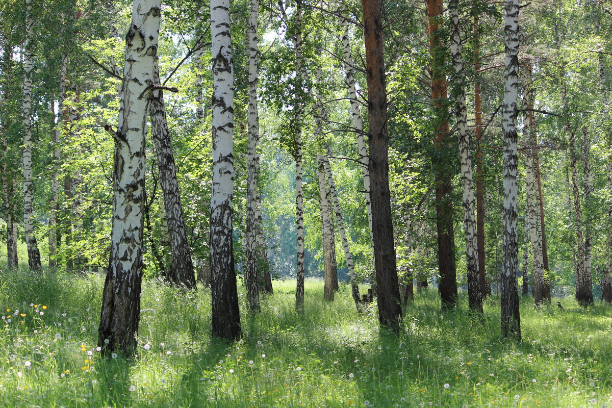 лес - Ольга Гомзина лес - Ольга Гомзина