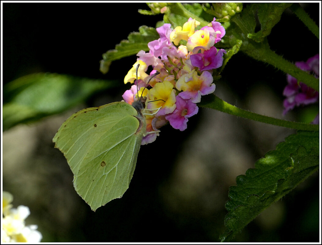 С лимонницей - Aleksandr Gal
