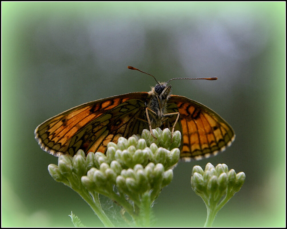 мое... - Aleksandr Gal