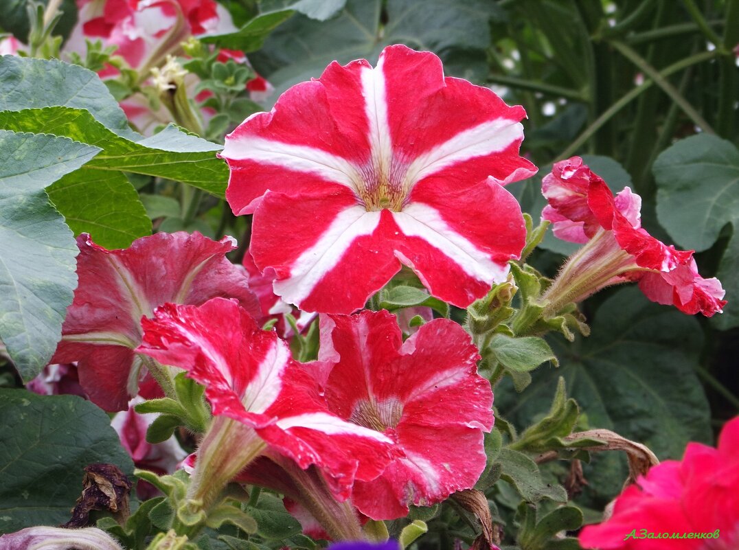 Про ароматы лета... - Андрей Заломленков