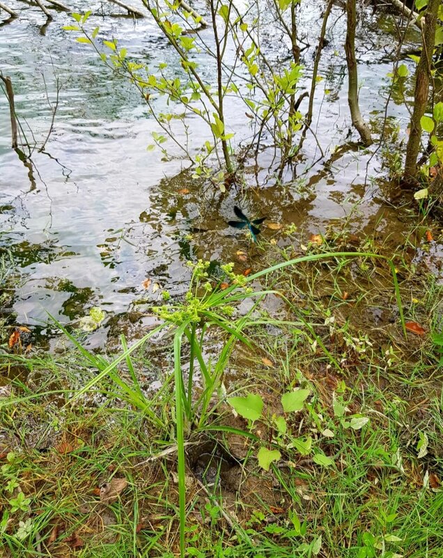 Горная речка - Tata Wolf