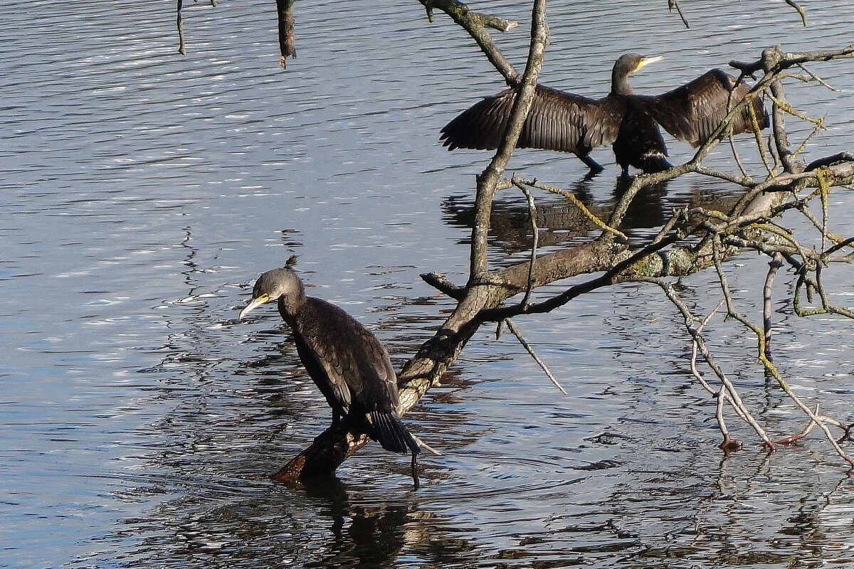 Бакланы - Рита Симонова