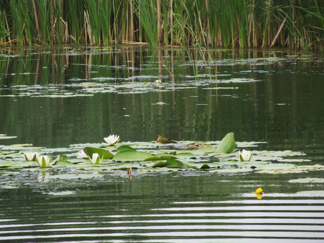 Усманка - Елена Шаламова