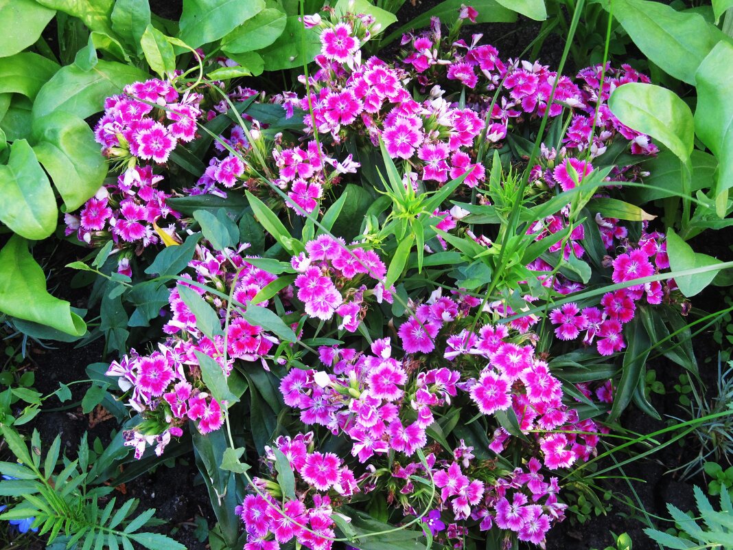 дачное - Елена Шаламова