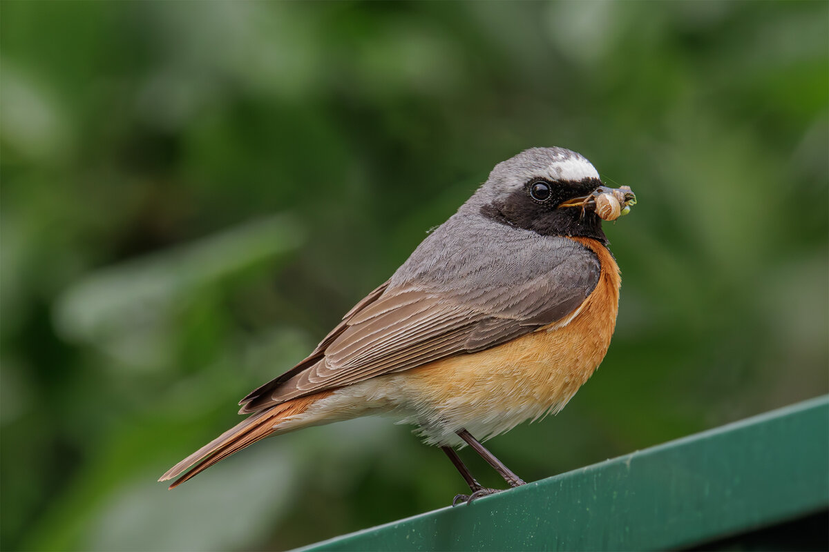 Горихвостка - Sergey38 