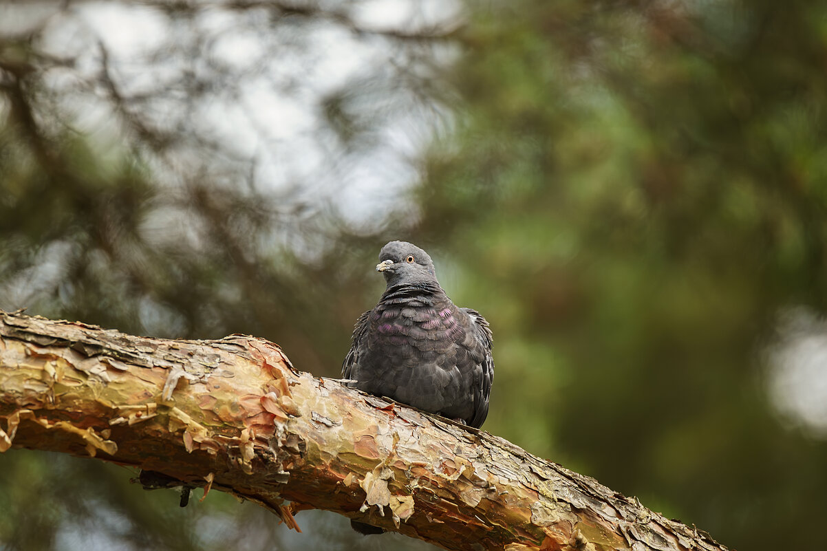Голубь - Alex Bush