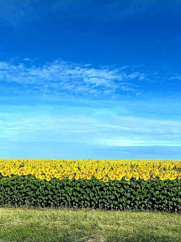 соняшник - Степан Карачко