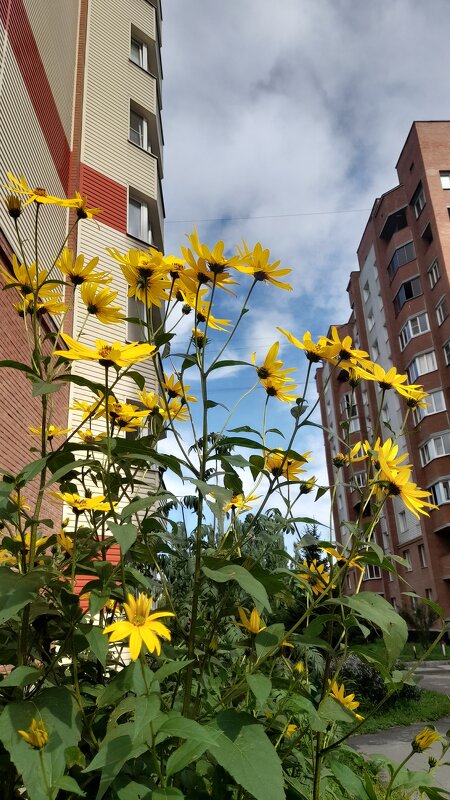 Топинамбур подрастает . - Мила Бовкун