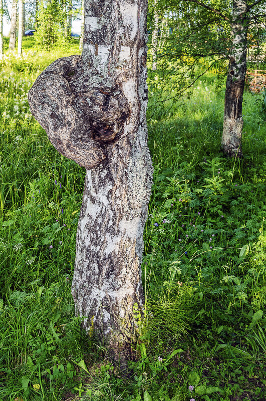 Опухоль - Андрей Щетинин