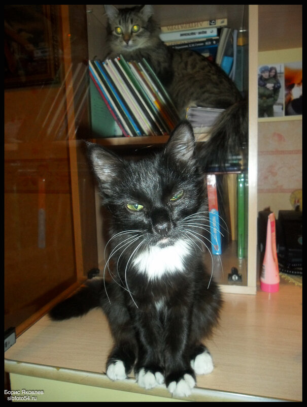 А я сказала! - Борис Яковлев