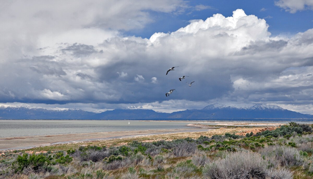 Вольные птицы - **** vedin