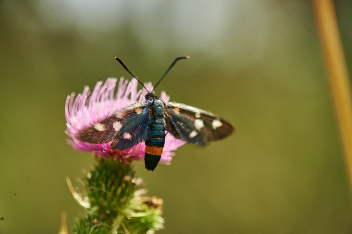 Пестрянка - Александр Леонов