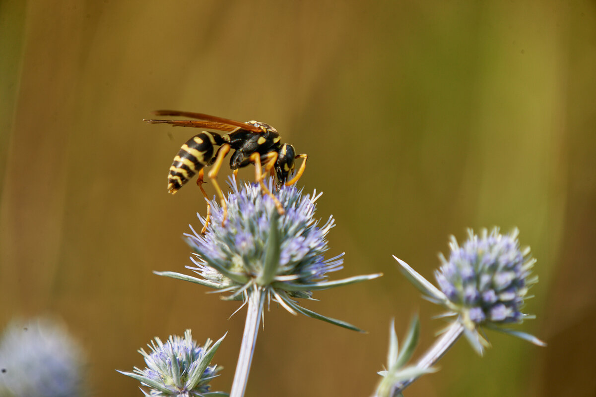 Оса - Александр Леонов