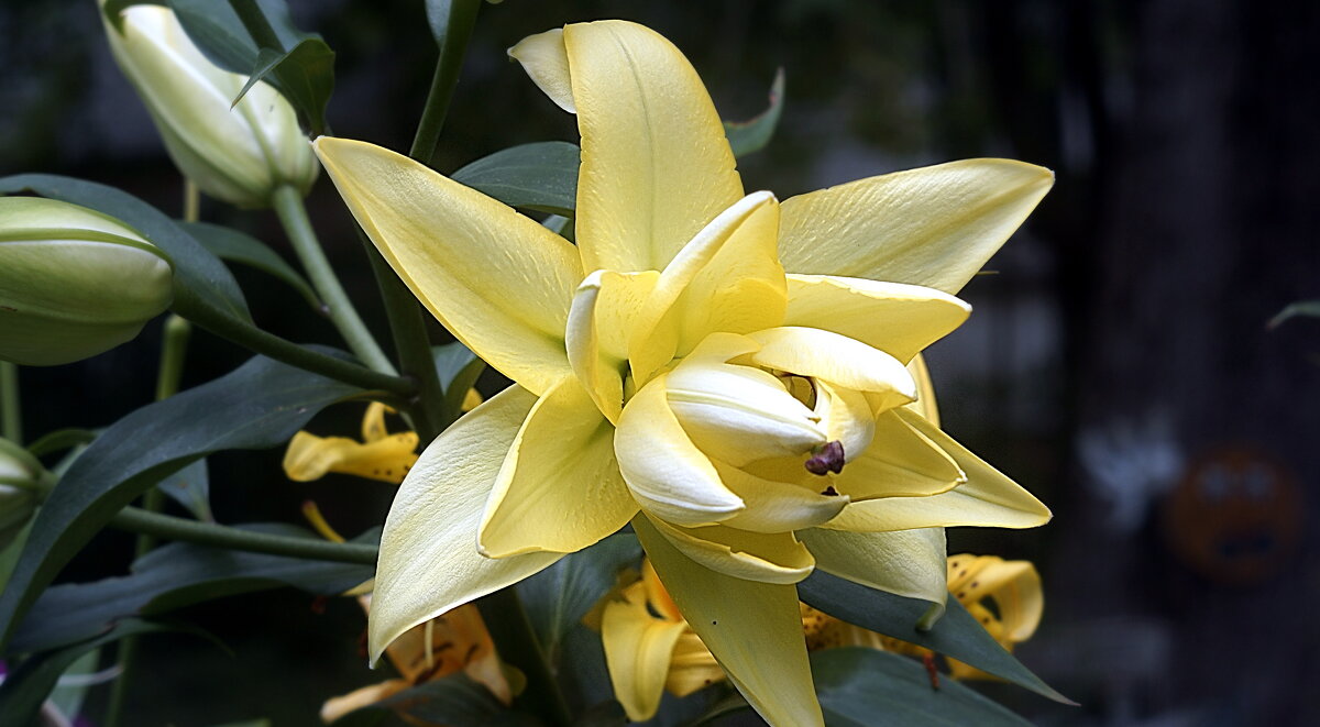 Лилия - Ольга Cоломатина