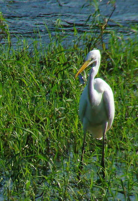 с уловом - gawrilа - dan