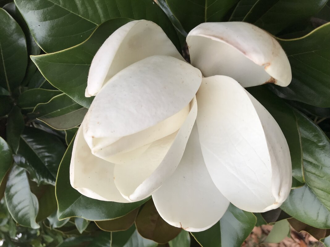 Запоздалая магнолия - Pippa 