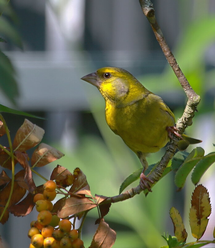 про зеленуха на рябине - Andrey Bragin 