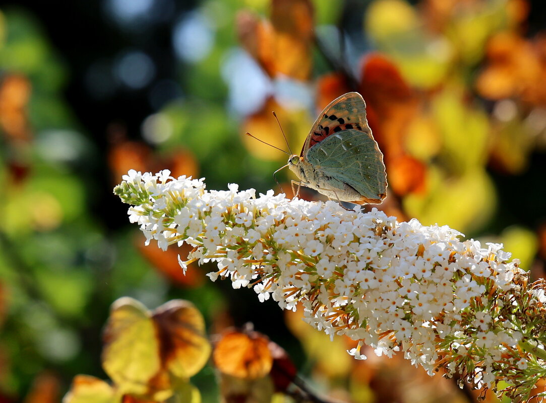Лето золотое - Светлана Тихонина