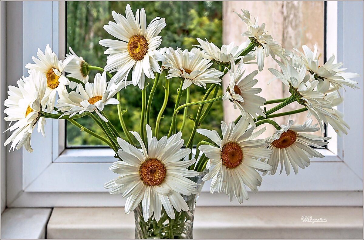 Про ромашки - Aquarius - Сергей