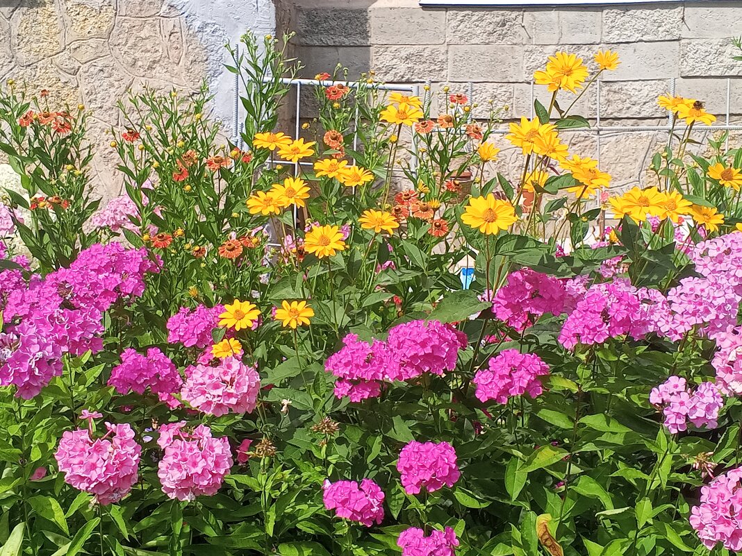 Цветы - Сапсан 