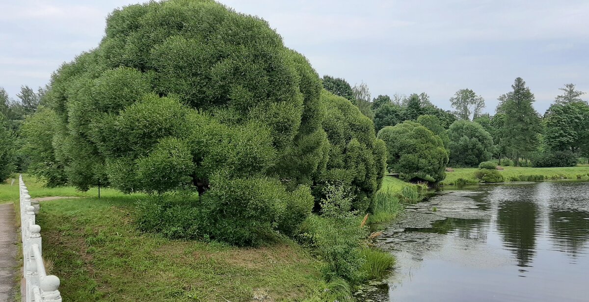 Царское Село. Баболовский парк - Наталья Герасимова