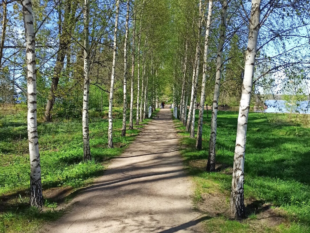 Скальный парк Монрепо в Выборге. - Ольга Довженко