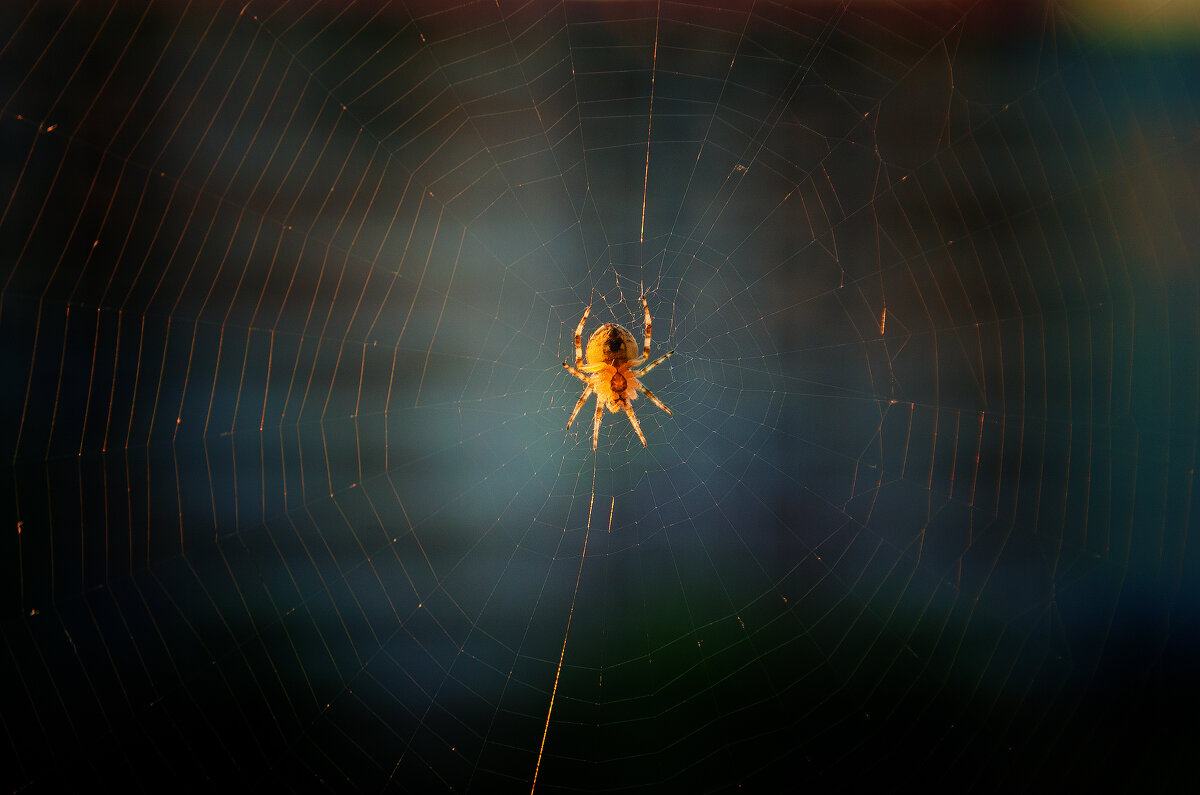 *** - Виктор Иванович Чернюк *** - Виктор Иванович Чернюк