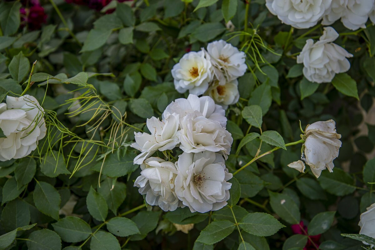Розы - Анатолий Чикчирный Розы - Анатолий Чикчирный