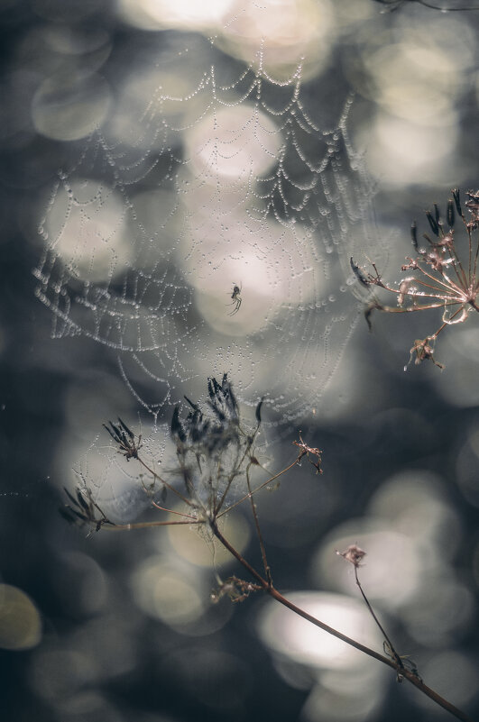 В сети - Lyubov Busova